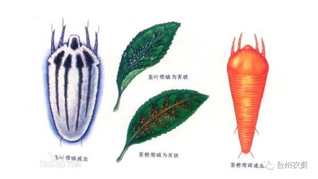 1675662059128290.png 640 (31).png