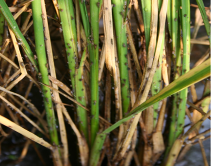 臺(tái)州農(nóng)資 臺(tái)州農(nóng)資